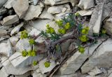 Euphorbia petrophila