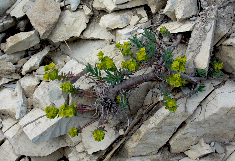 Image of Euphorbia petrophila specimen.