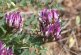 Astragalus physodes