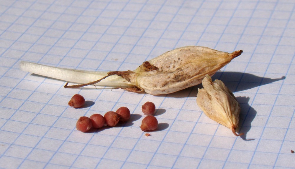 Image of Crocus vernus specimen.