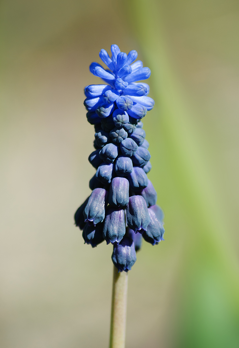 Изображение особи Muscari latifolium.