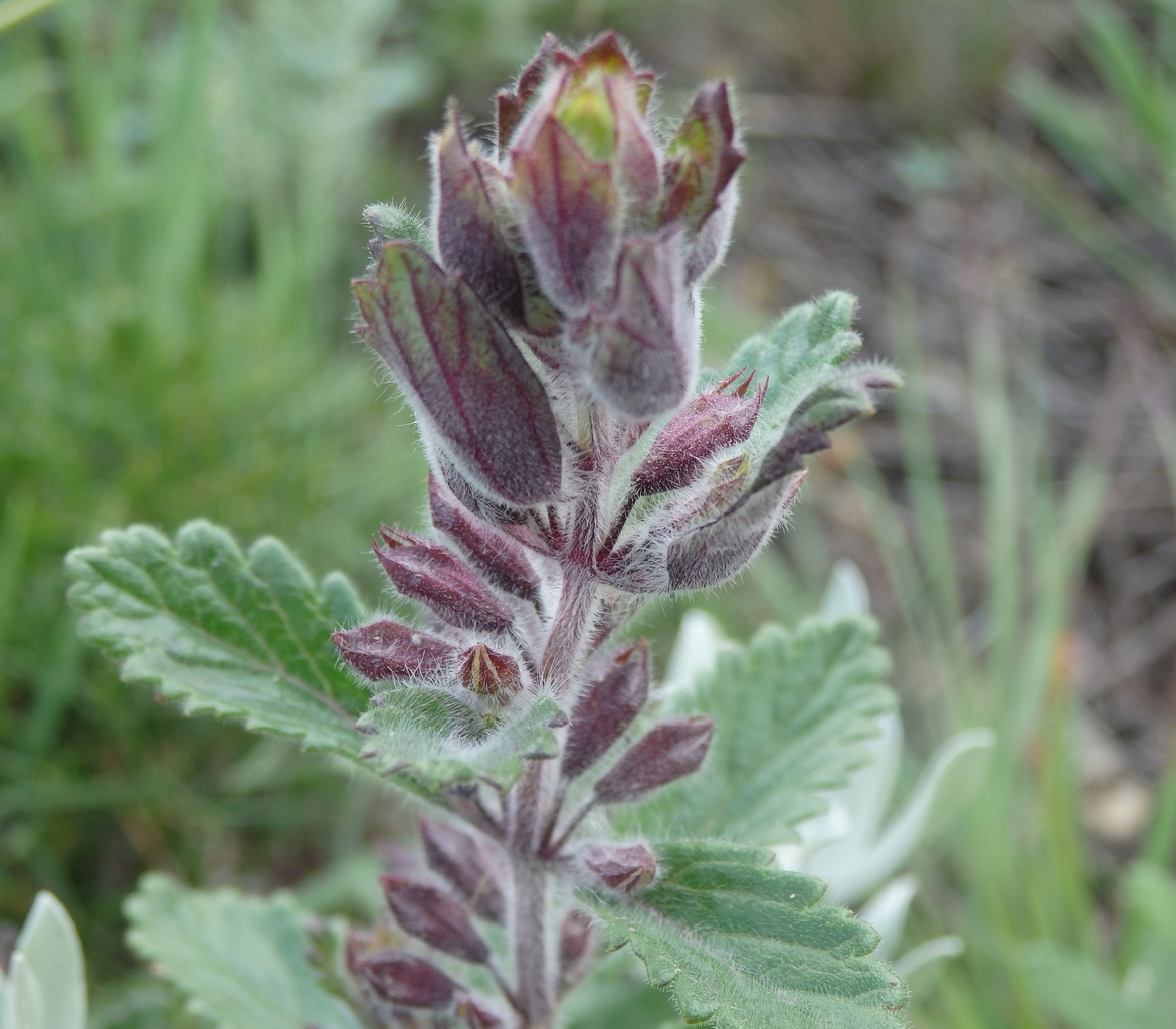 Image of Teucrium chamaedrys specimen.