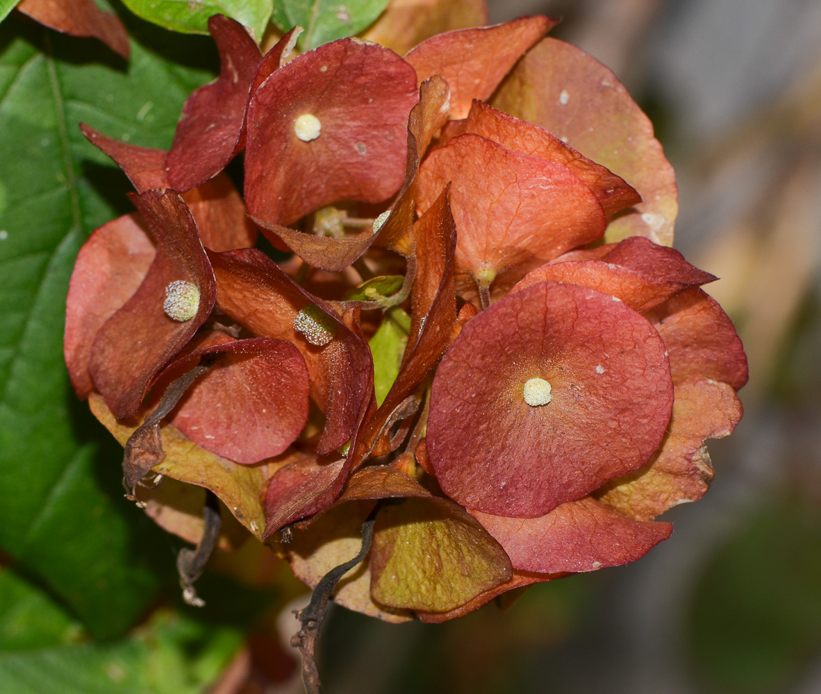 Изображение особи Holmskioldia sanguinea.