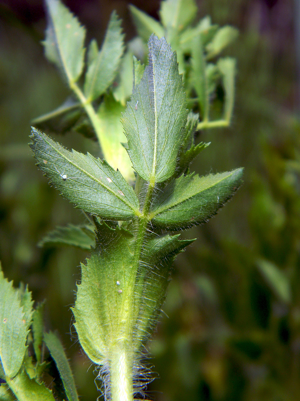 Image of Ononis arvensis specimen.