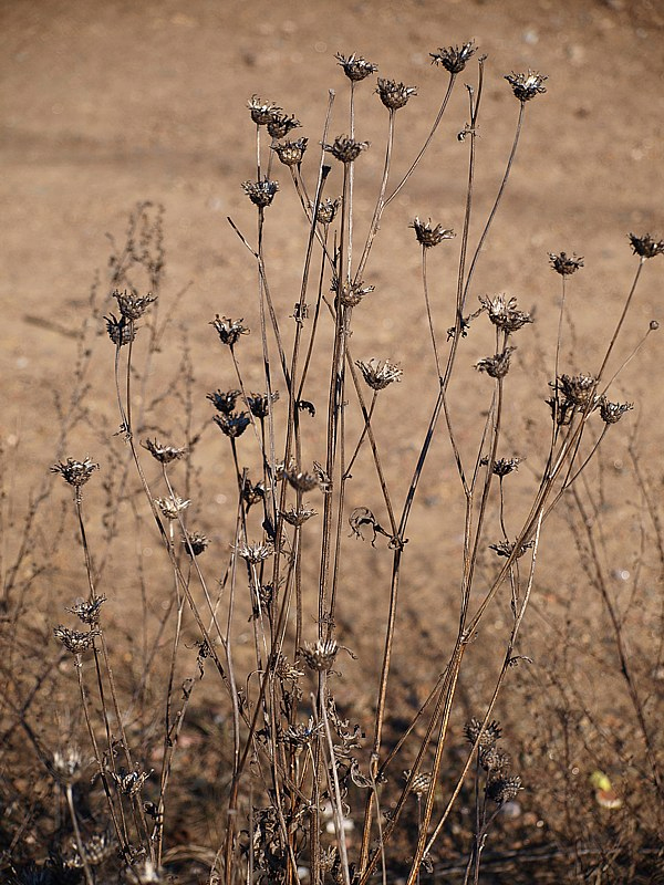 Image of Centaurea scabiosa specimen.