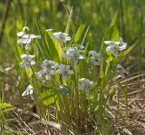 Viola patrinii. Цветущее растение. Южное Приморье, Сихотэ-Алинь, пояс горнотаёжных лесов, зарастающая вырубка. 10.06.2016.