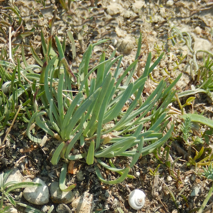 Image of Gypsophila pallasii specimen.