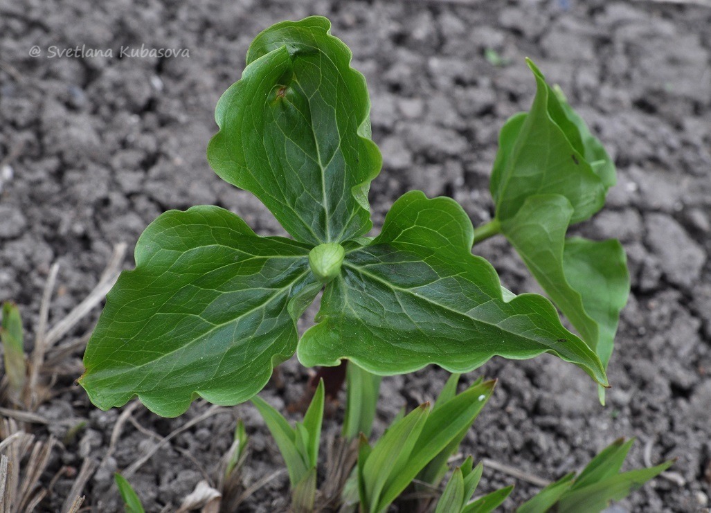 Изображение особи Trillium flexipes.