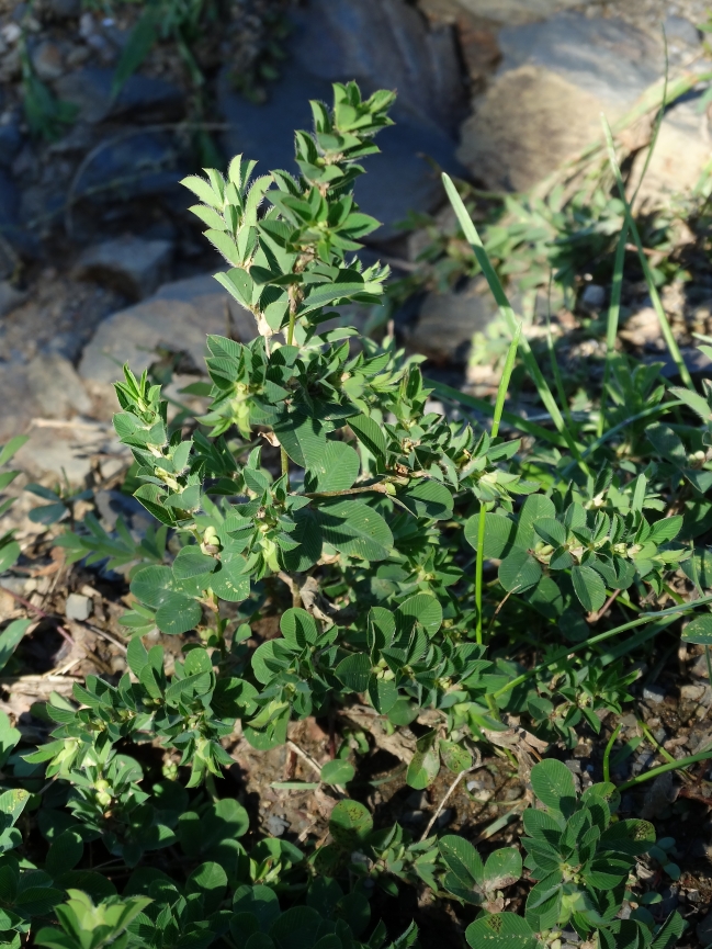 Image of Kummerowia stipulacea specimen.