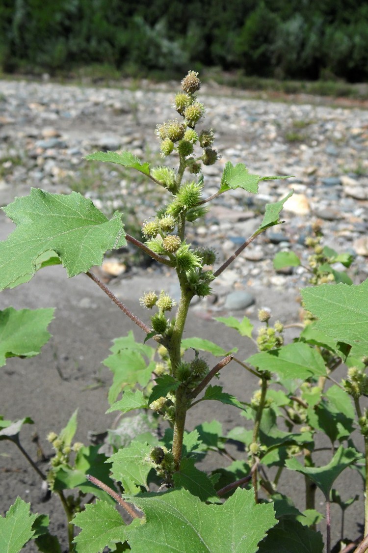 Image of Xanthium orientale specimen.