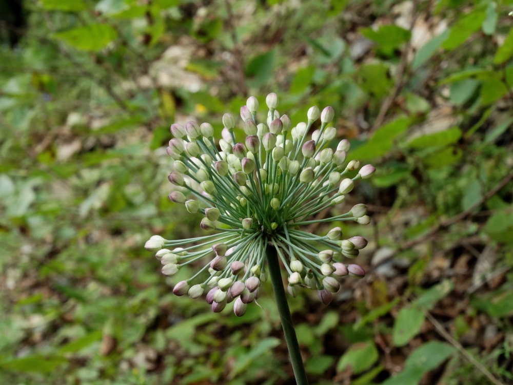 Изображение особи Allium sacculiferum.