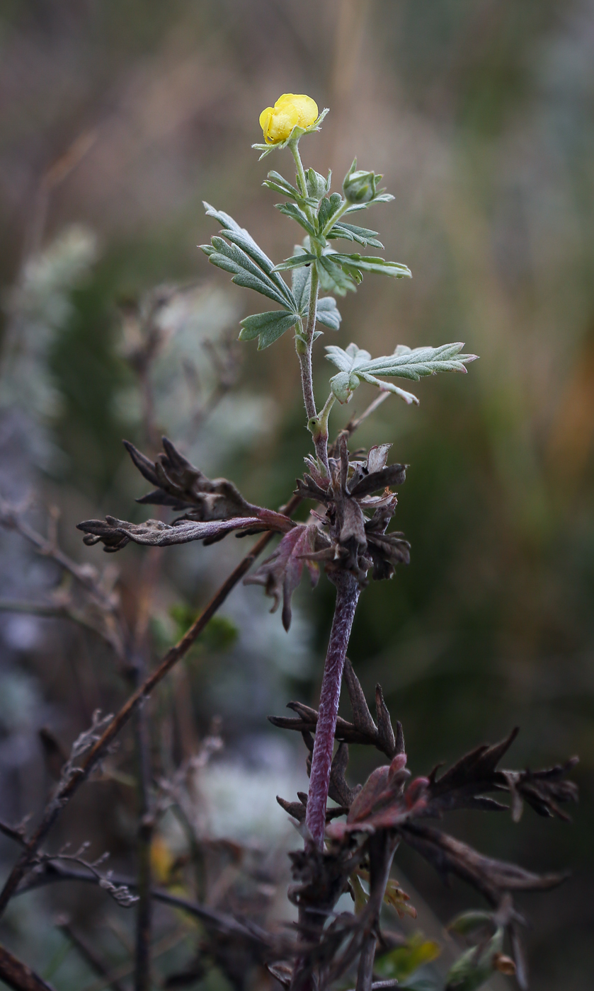 Изображение особи Potentilla argentea.