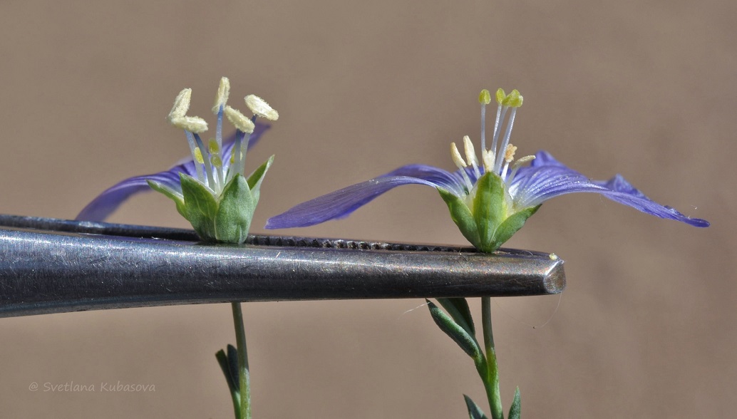 Изображение особи Linum austriacum.