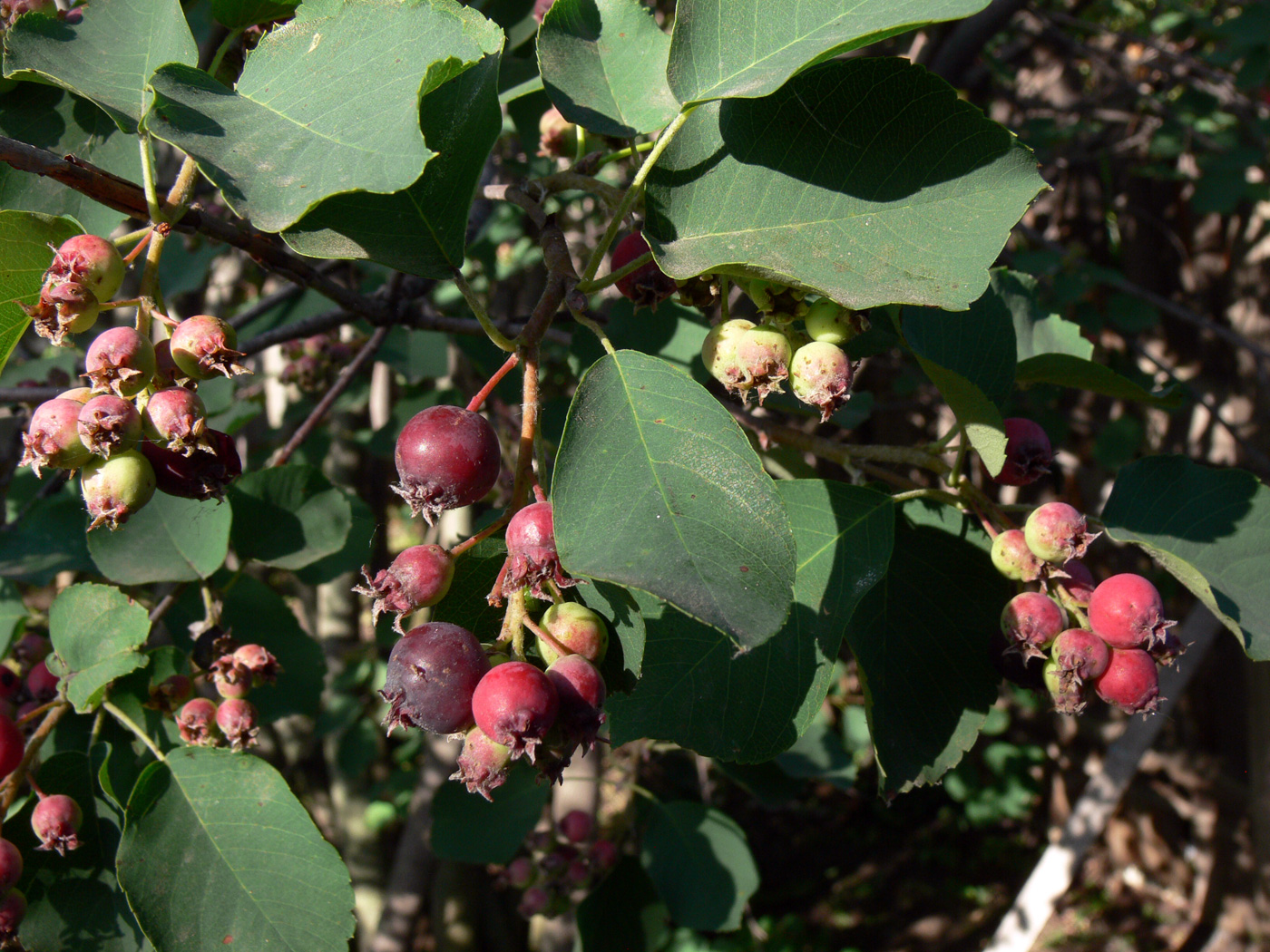 Image of Amelanchier alnifolia specimen.