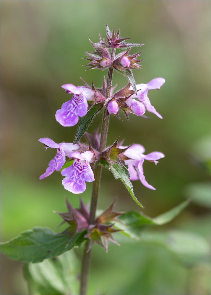 Изображение особи Stachys palustris.