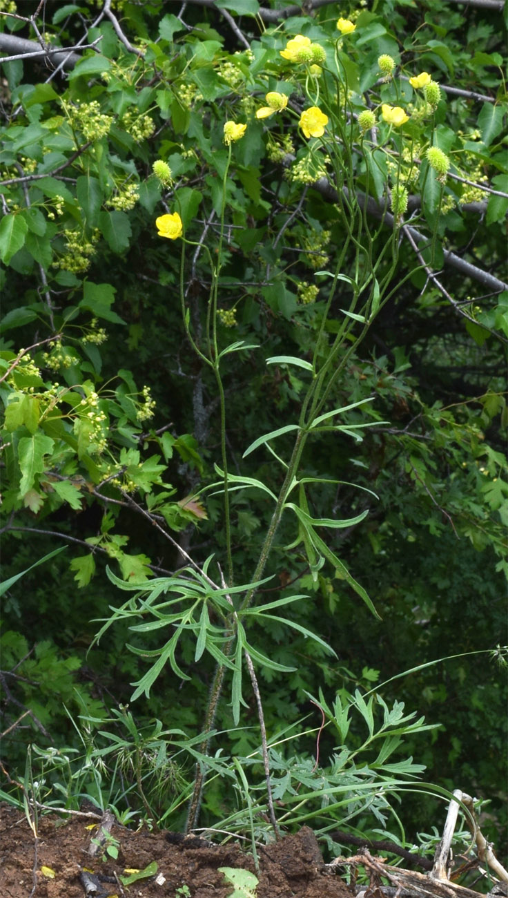 Image of Ranunculus komarovii specimen.