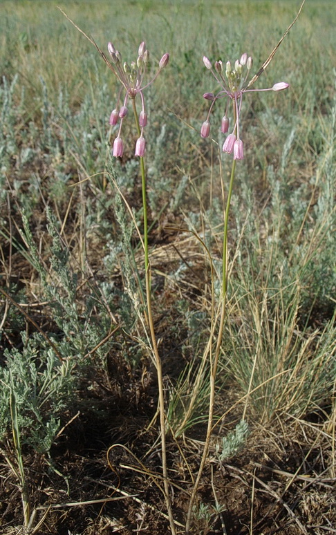 Image of Allium praescissum specimen.