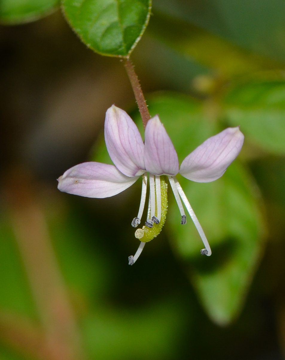 Image of Cleome rutidosperma specimen.