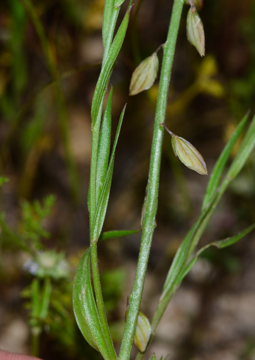 Image of Polygala monspeliaca specimen.