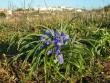 Juno planifolia. Цветущие растения. Португалия, округ Порталегри, окр. г. Elvas. Январь.