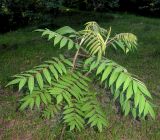 Смотреть изображение род Rhus