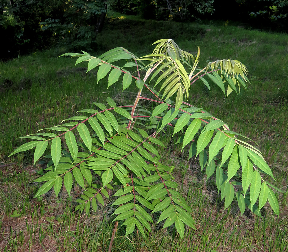 Изображение особи род Rhus.