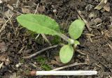 Смотреть изображение Cirsium serrulatum