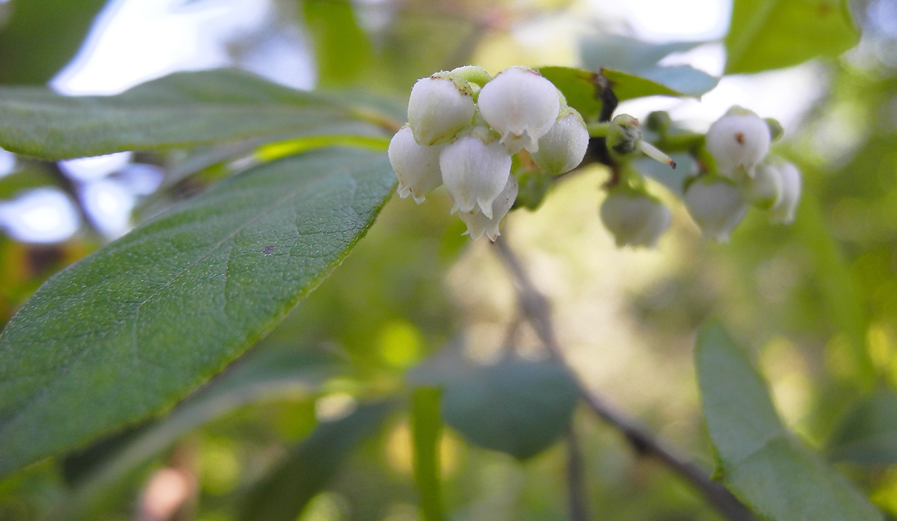 Image of Lyonia ligustrina specimen.