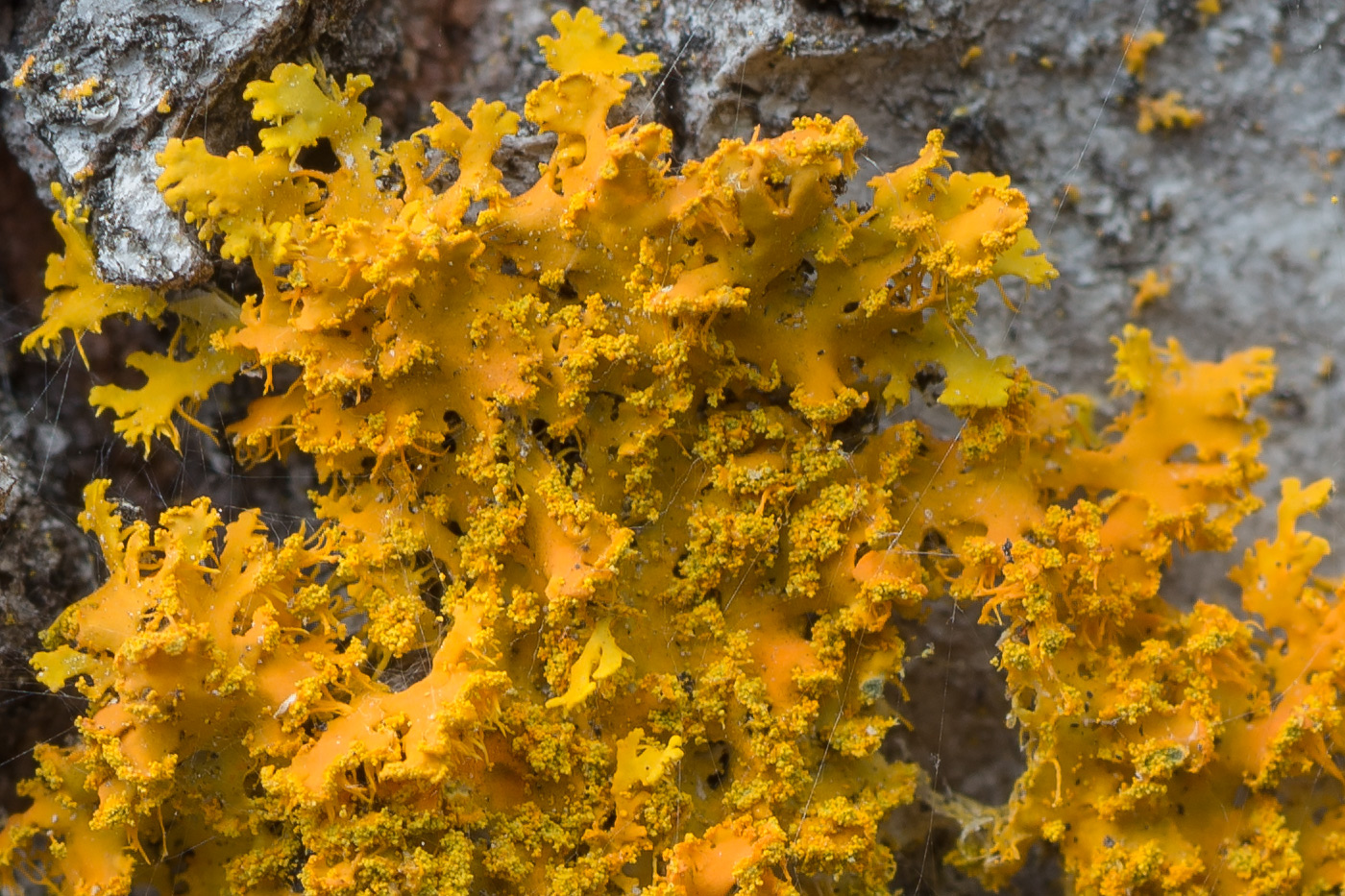 Image of Oxneria ulophyllodes specimen.