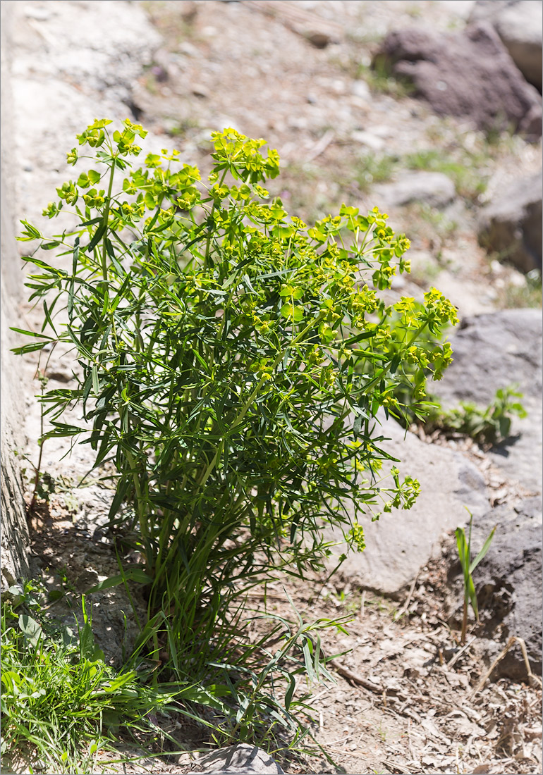 Image of Euphorbia virgata specimen.