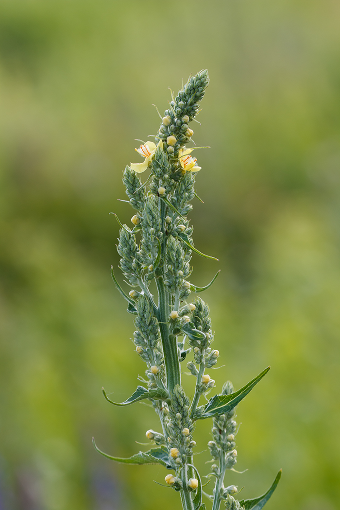 Image of Verbascum lychnitis specimen.