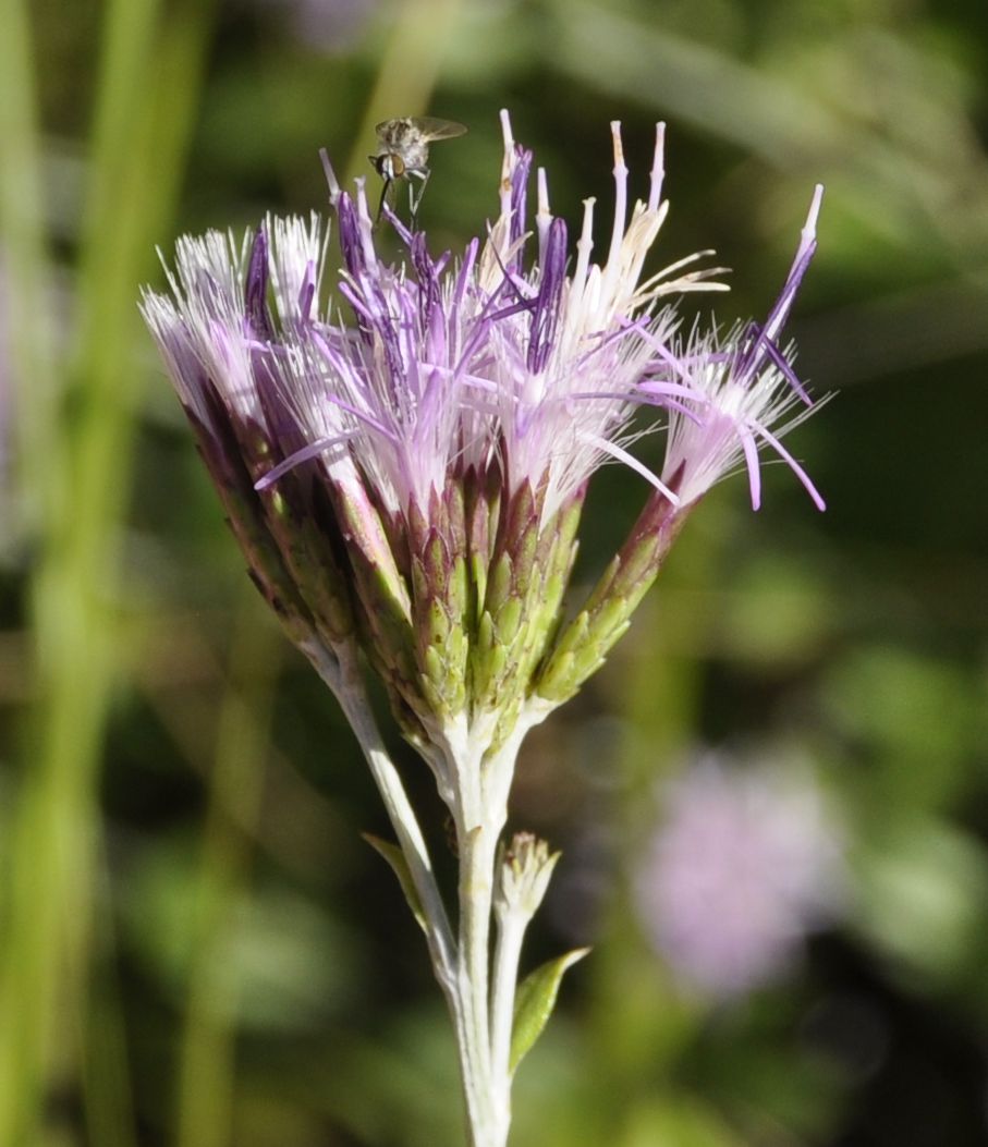 Image of Staehelina uniflosculosa specimen.