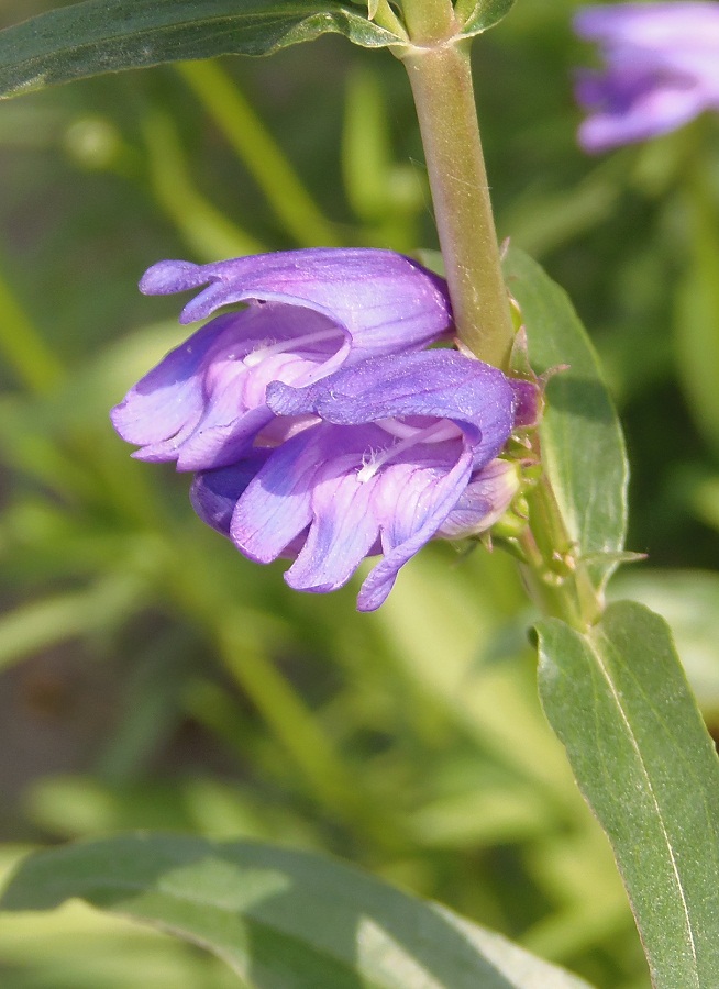 Изображение особи семейство Scrophulariaceae.