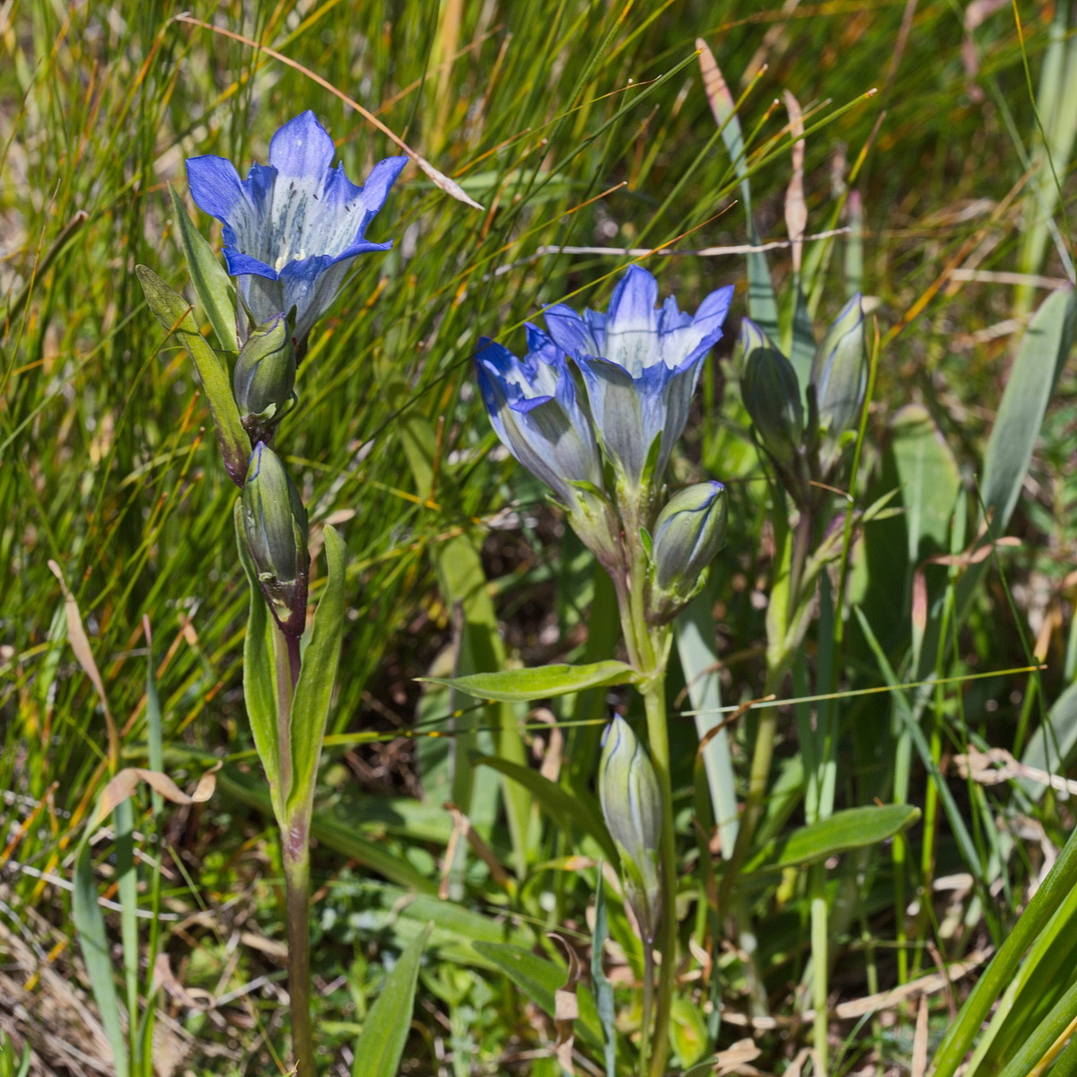 Изображение особи Gentiana kaufmanniana.