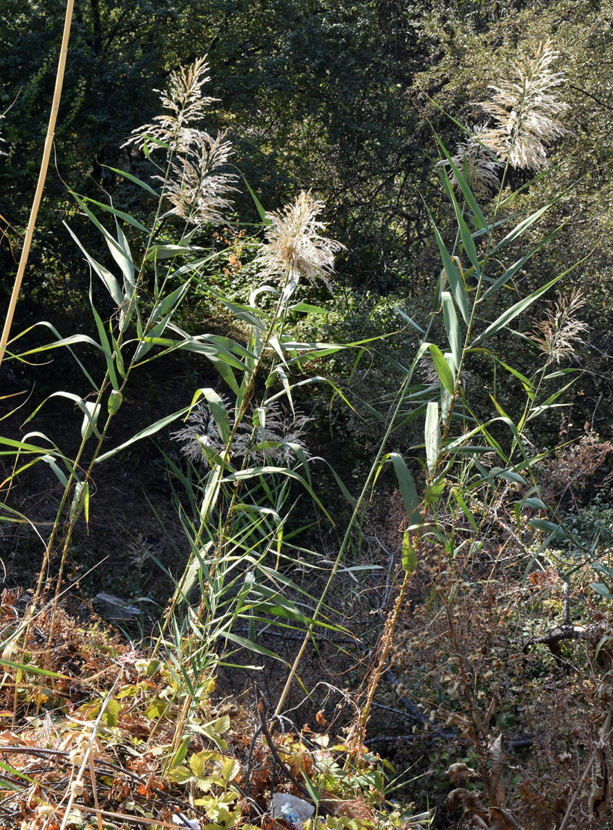 Image of Phragmites australis specimen.