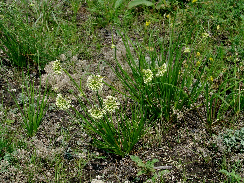 Image of Allium stellerianum specimen.