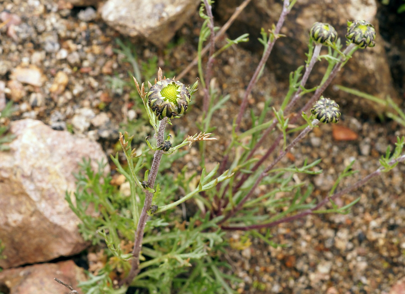 Image of Chrysanthemum mongolicum specimen.