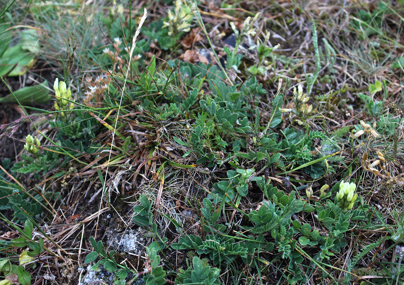 Image of Astragalus resupinatus specimen.