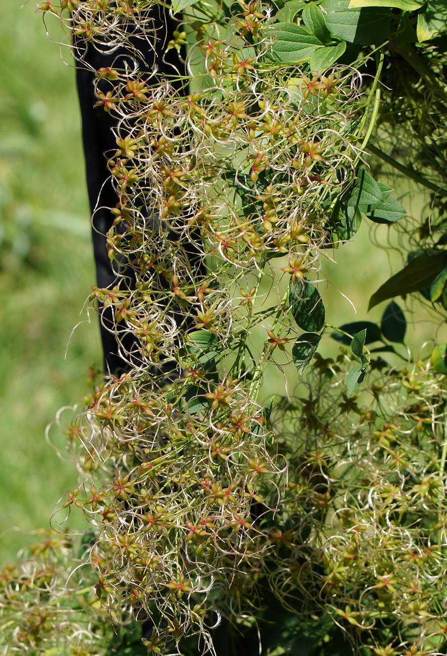 Image of Clematis mandshurica specimen.