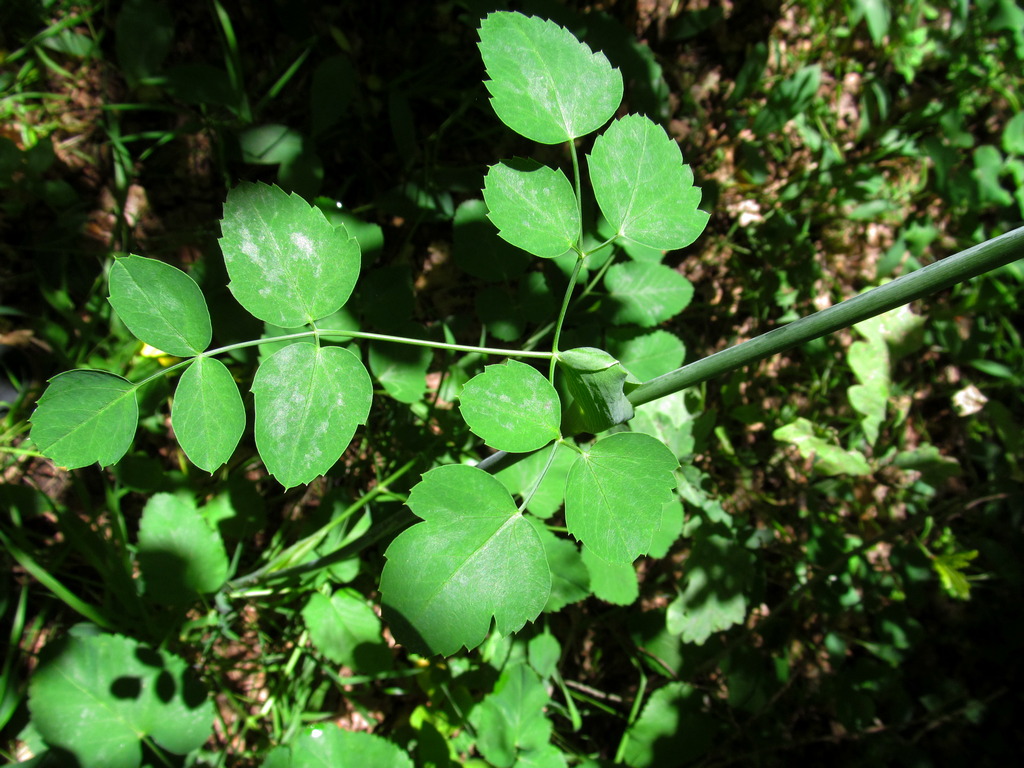 Изображение особи Laserpitium latifolium.