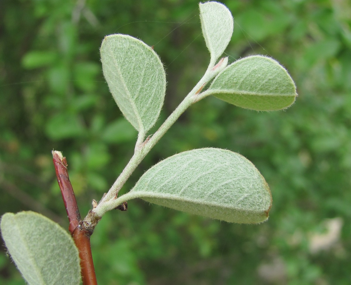 Изображение особи Cotoneaster suavis.