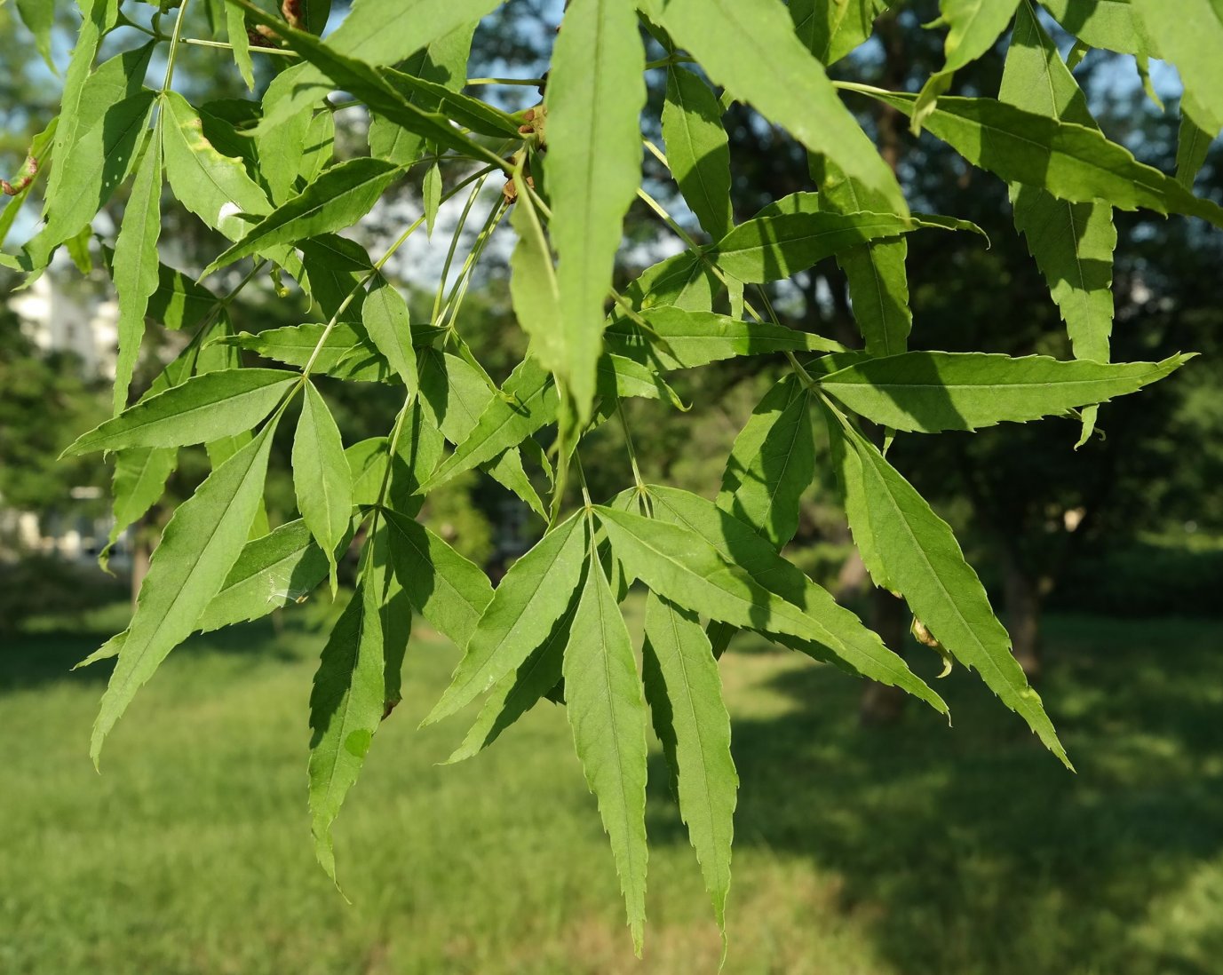 Image of genus Fraxinus specimen.