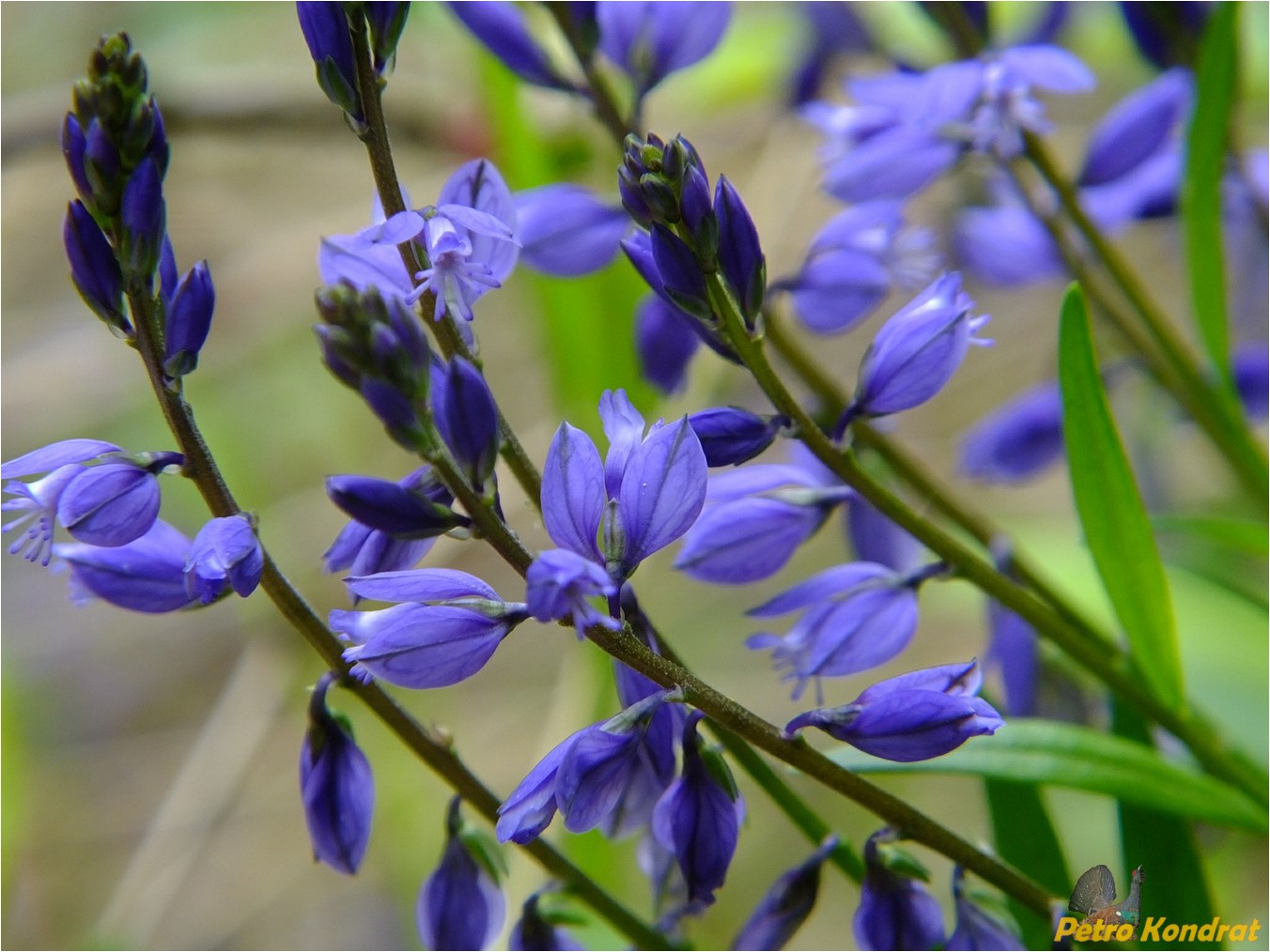 Изображение особи Polygala vulgaris.