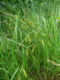 Carex vesicaria