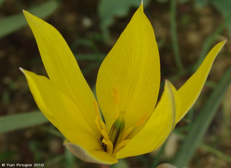 Image of Tulipa scythica specimen.