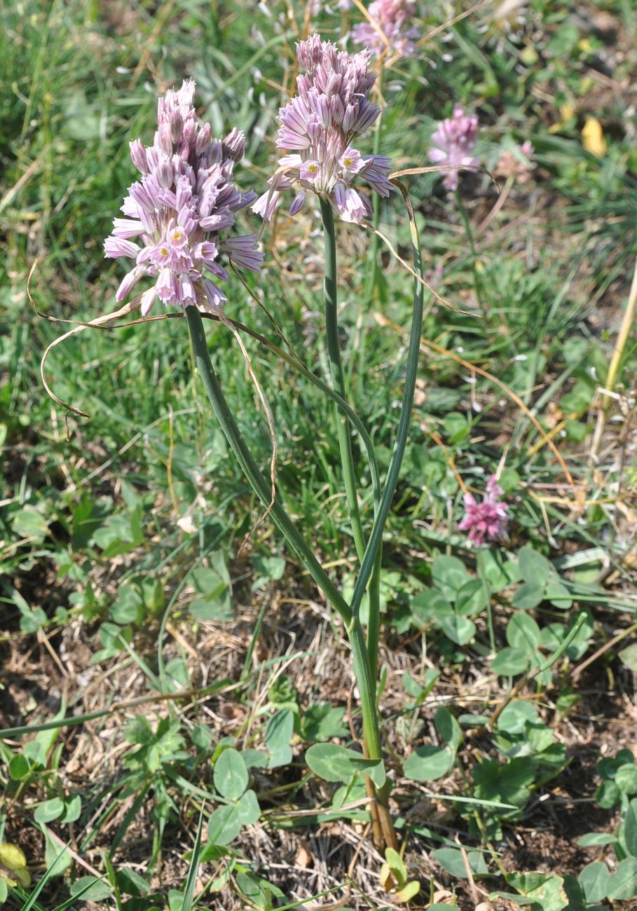 Image of Allium kunthianum specimen.