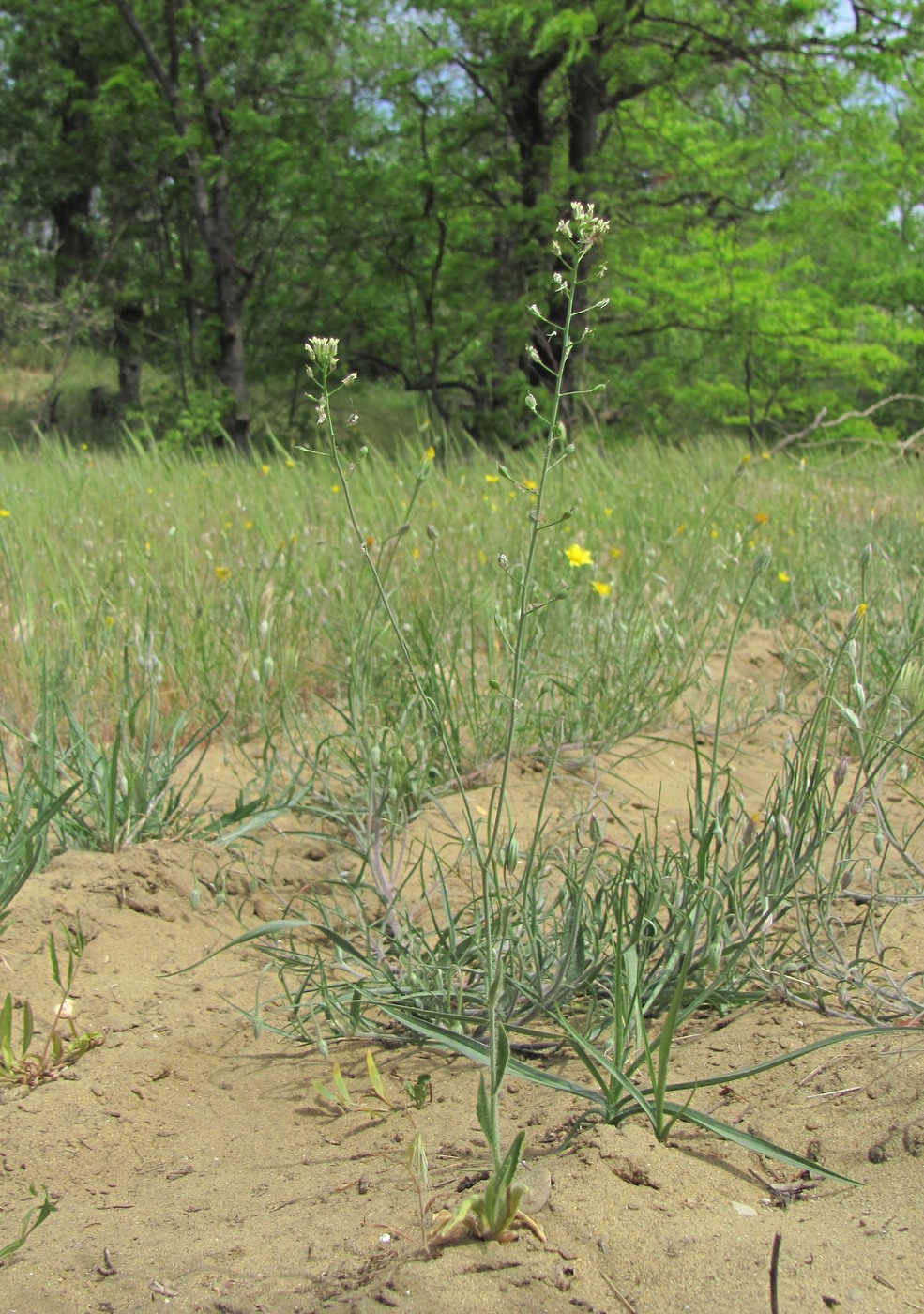 Image of Camelina rumelica specimen.