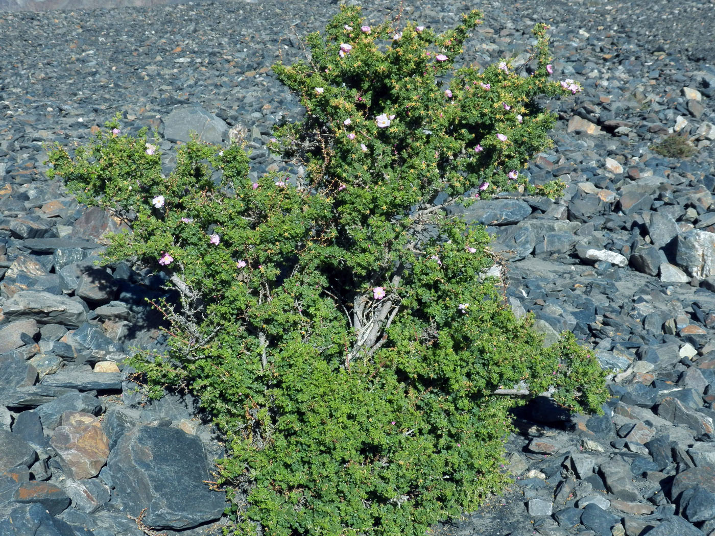 Image of Rosa korschinskiana specimen.