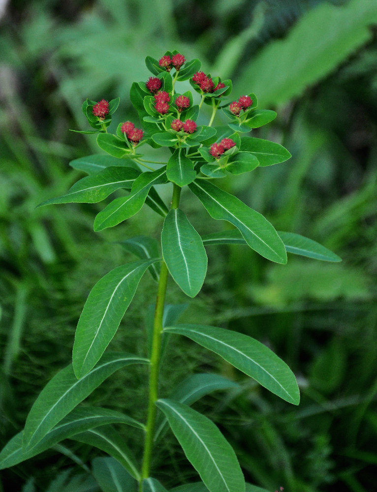 Image of Euphorbia pilosa specimen.