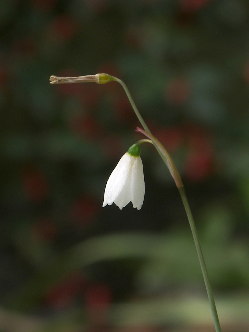 Image of Acis autumnalis specimen.